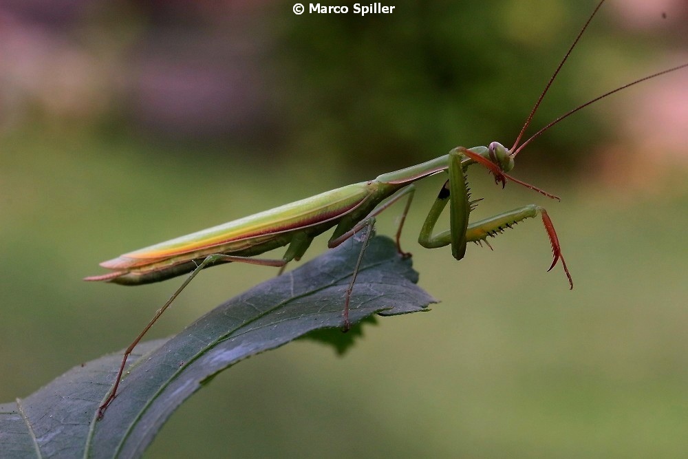 Mantis religiosa, maschio